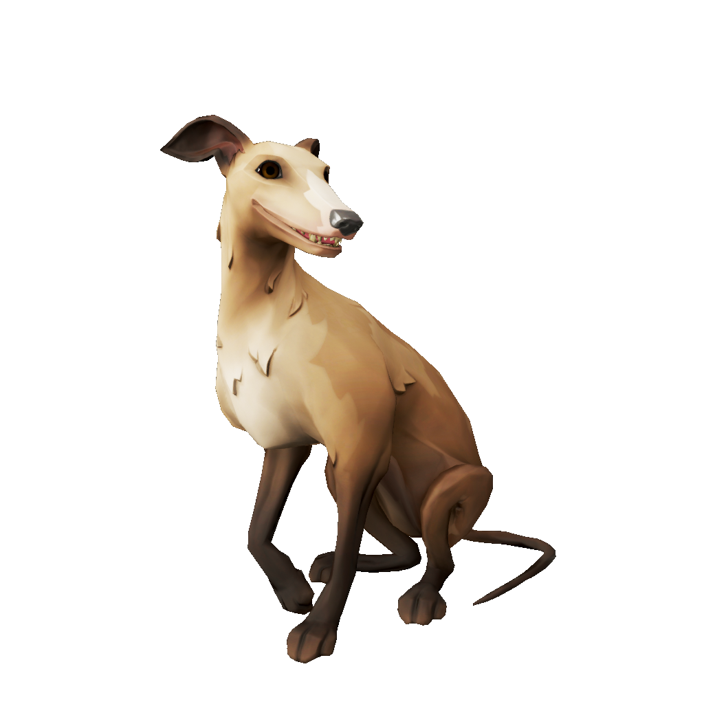 Fawn Whippet